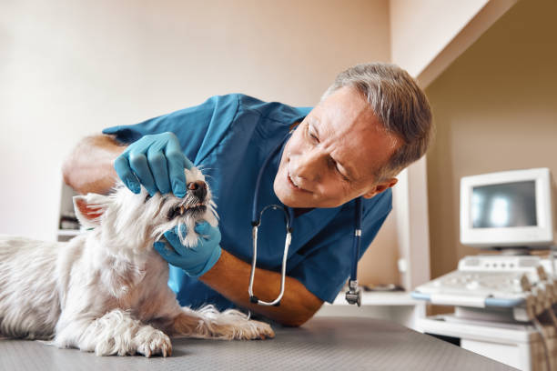 Best Chipped Tooth Repair Near Me  in Washington, IL